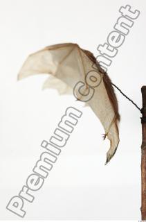 European Bat - Barbastella barbastellus 0019